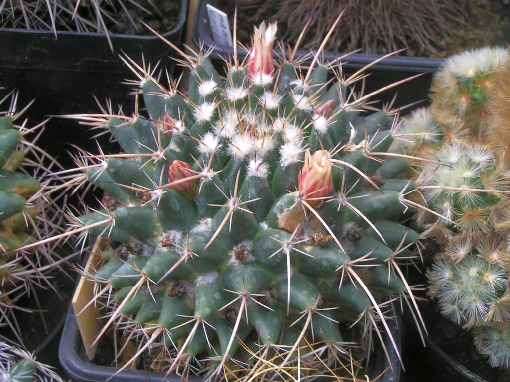 Mammillaria rioverdense Rep.1183